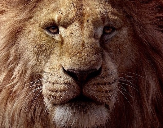 O Rei Leão.jpg