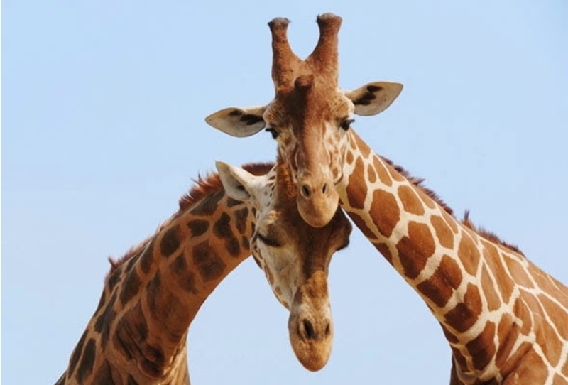 girafas.jpg