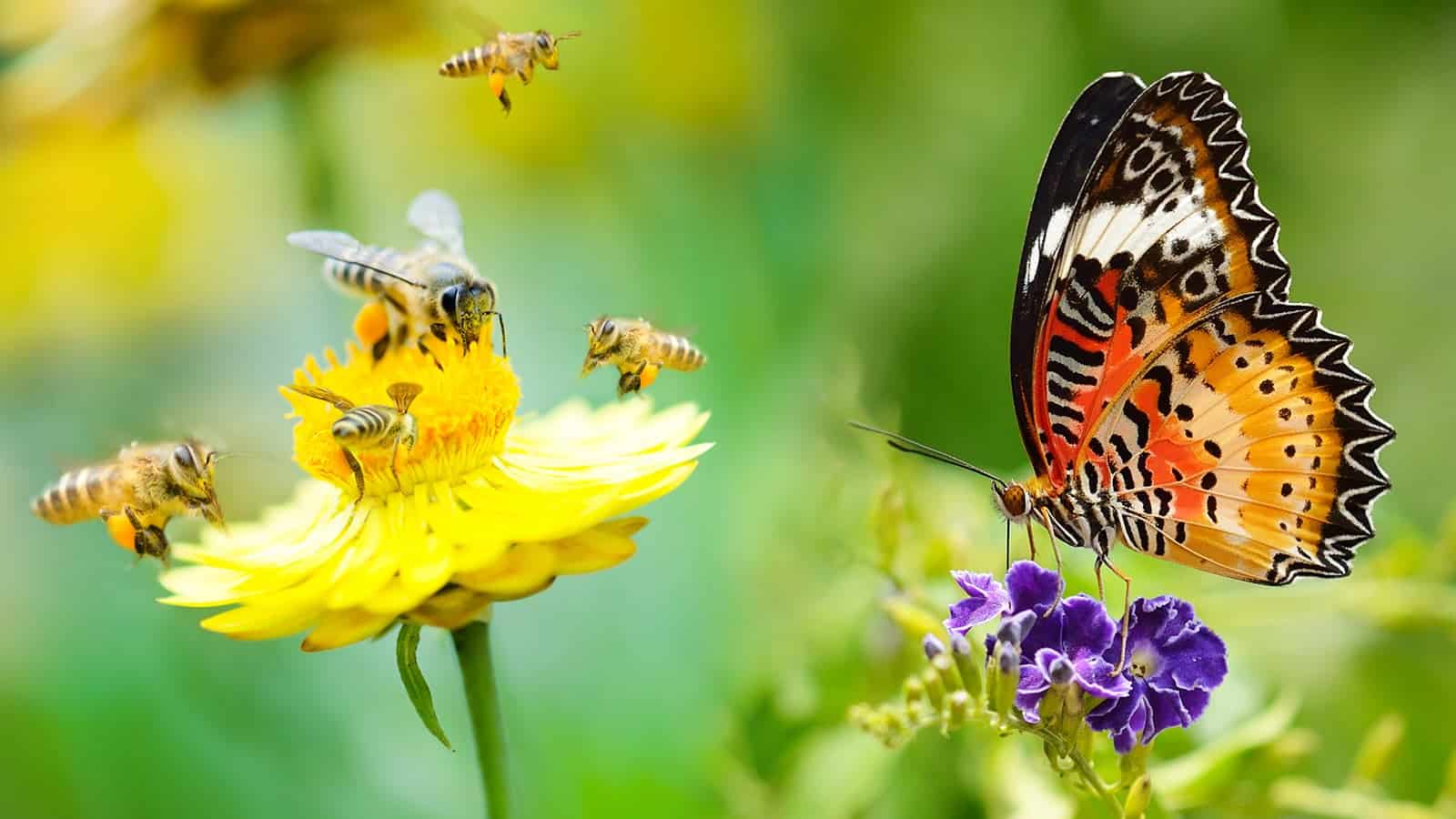 abelhas e borboleta.jpg