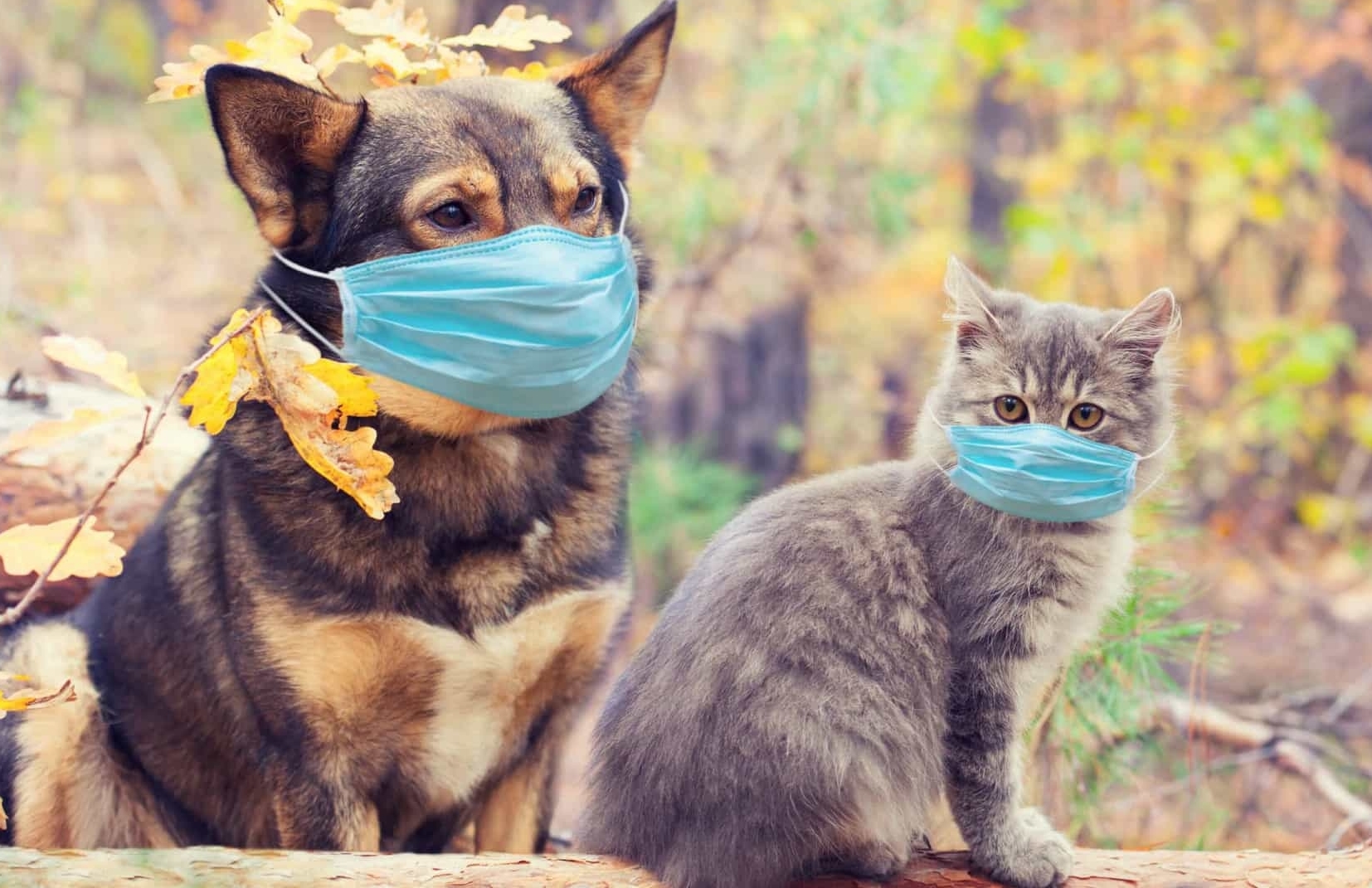 Cão e gato de máscaras.jpg