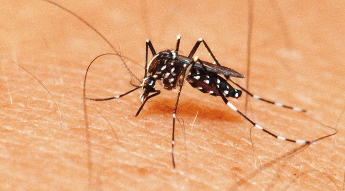 mosquito da dengue.jpg