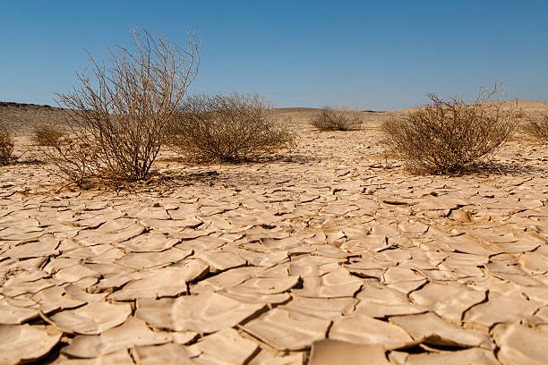 Desertificação.jpg