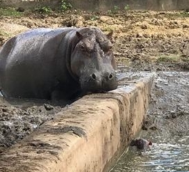 hipopotamo2 (1).jpg