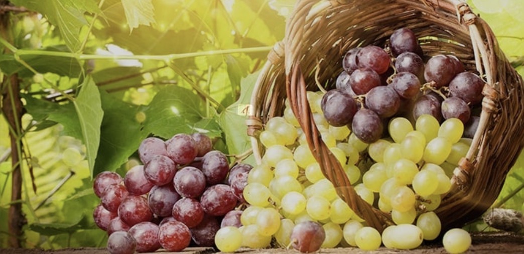 Uvas 2.jpg